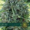 AK-49-3-u-fem-Vision-Seeds-3