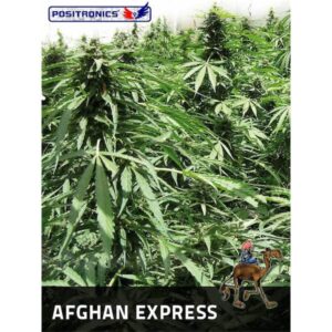 Auto-Afghan-Express-1-u-fem-Positronics-Seeds-3