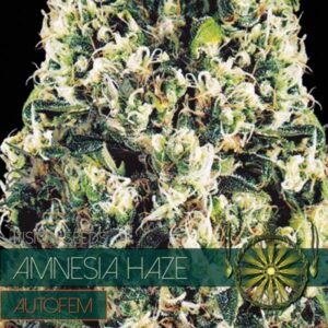 Auto-Amnesia-Haze-3-u-fem-Vision-Seeds-3