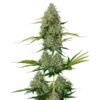 Auto-BCN-Critical-XXL-fem-1-u-Seedstockers-3