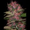 Auto-Blue-Kush-99-1-u-fem-Xtreme-Seeds-3