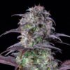 Auto-Blueberry-1-u-fem-FastBuds-Seeds-3