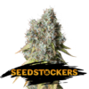 Auto-Bruce-Banner-fem-1-u-Seedstockers-3