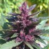 Auto-Buddha-Purple-Kush-3-u-fem-Buddha-Seeds-2