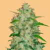 Auto-Chemdawg-1-u-fem-FastBuds-Seeds-3