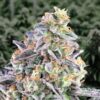 Auto-Cherry-Pie-1-ud-High-Speed-Buds-3