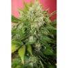 Auto-Chronic-Ryder-3-u-fem-Seedsman-3