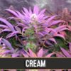Auto-Cream-3-u-fem-Blimburn-Seeds-3