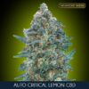 Auto-Critical-Lemon-CBD-1-u-fem-Advanced-Seeds-3