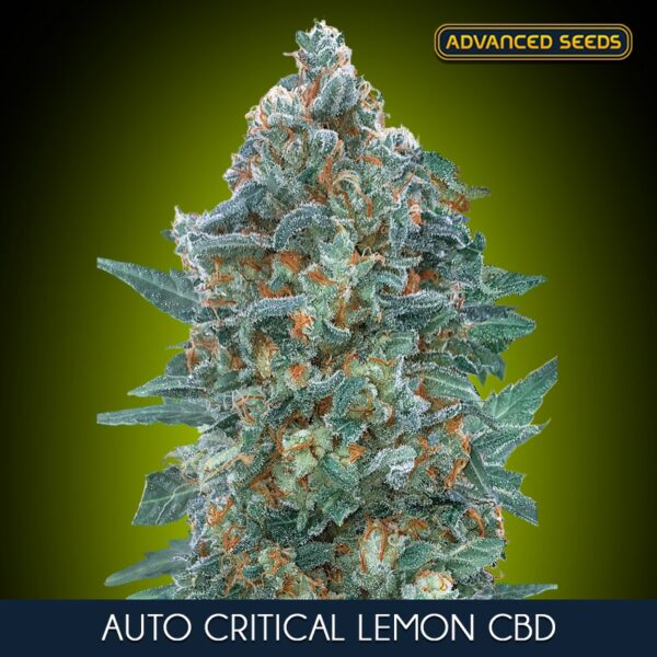 Auto-Critical-Lemon-CBD-10-3-u-fem-Advanced-Seeds-2