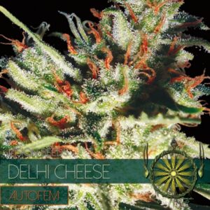 Auto-Delhi-Cheese-3-u-fem-Vision-Seeds-3
