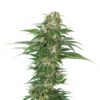 Auto-Early-Skunk-3-u-fem-Sensi-Seeds-4