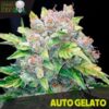 Auto-Gelato-10-u-fem-Black-Skull-Seeds-2