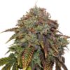 Auto-Gelato-41-fem-1-u-Seedstockers-3