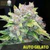 Auto-Gelato-5-u-fem-Black-Skull-Seeds-2