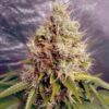 Auto-Kush-Mass-1-u-fem-Garden-of-Green-Seeds-3