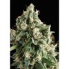 Auto-Lennon-1-u-blister-x-12-u-fem-Pyramid-Seeds-3