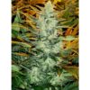 Auto-Lowryder-2-3-u-fem-Seedsman-3