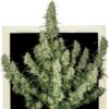 Auto-Magnum-3-u-fem-Buddha-Seeds-2