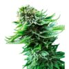 Auto-NL-1-u-fem-Sensi-Seeds-3