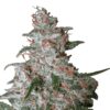 Auto-Northern-Light-5-u-fem-Nirvana-3