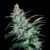 Auto-OG-Kush-Express-1-u-fem-Xtreme-Seeds-3