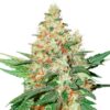 Auto-OG-Kush-fem-1-u-Seedstockers-3