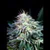 Auto-Radical-5u-fem-Absolute-Cannabis-Seeds-2