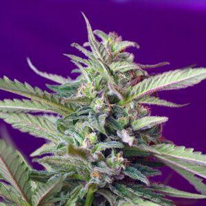 Auto-SAD-31-u-fem-Sweet-Seeds-3