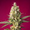 Auto-Skywalker-OG-Runtz-XL-31-u-fem-Sweet-Seeds-3