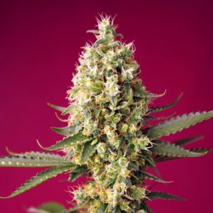 Auto-Skywalker-OG-Runtz-XL-31-u-fem-Sweet-Seeds-3