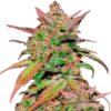 Auto-Smoothie-1-u-fem-FastBuds-Seeds-3