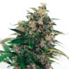 Auto-Somango-47-1-u-fem-Positronics-Seeds-3