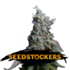 Auto-Sour-Diesel-fem-1-u-Seedstockers-3