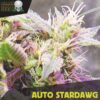 Auto-Stardawg-10-u-fem-Black-Skull-Seeds-2