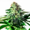 Auto-Sticky-Dream-1-u-fem-Positronics-Seeds-3