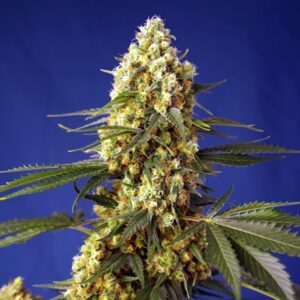 Auto-Strawberry-Banana-Gelato-XL-31-u-fem-Sweet-Seeds-3