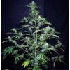 Auto-Super-Big-Black-Ryder-98-1-u-fem-Xtreme-Seeds-3