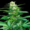 Auto-Super-Big-Raze-47-1-u-fem-Xtreme-Seeds-3