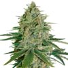 Auto-Super-Skunk-fem-1-u-Seedstockers-3