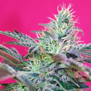 Auto-Sweet-Cheese-XL-31-u-fem-Sweet-Seeds-3