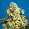 Auto-Sweet-Gelato-31-u-fem-Sweet-Seeds-3