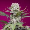 Auto-Sweet-Mandarine-Zkittlez-XL-31-u-fem-Sweet-Seeds-3