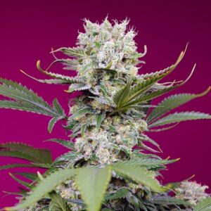 Auto-Sweet-Mandarine-Zkittlez-XL-31-u-fem-Sweet-Seeds-3