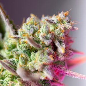 Auto-Sweet-Mimosa-XL-31-u-fem-Sweet-Seeds-3