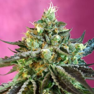 Auto-Sweet-Nurse-CBD-31-u-fem-Sweet-Seeds-3