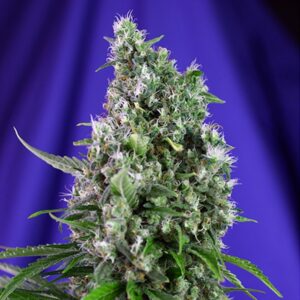 Auto-Sweet-Trainwreck-31-u-fem-Sweet-Seeds-3