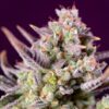 Auto-Sweet-Zenzation-XL-31-u-fem-Sweet-Seeds-3