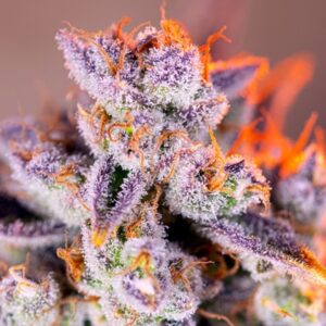 Auto-Tropicanna-Poison-XL-31-u-fem-Sweet-Seeds-3