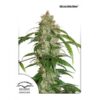 Auto-White-Widow-CBD-3-u-fem-Dutch-Passion-3